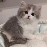 ミヌエット(長足)【広島県・男の子・2022年9月20日・ブルー&ホワイト】の写真1