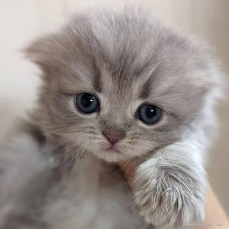 K.M 様のお迎えした子猫