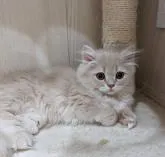 ミヌエット(短足)【広島県・男の子・2022年5月12日・クリームタビー】の写真4