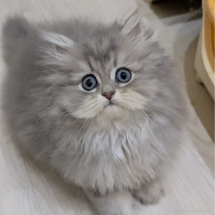 ID：2510-01335の子猫