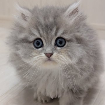 ペルシャ(チンチラ)【広島県・男の子・2025年9月10日・ブルーチンチラゴールデン】の写真「希少カラーの男の子🍀」