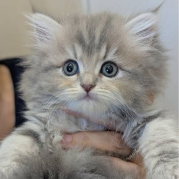 ペルシャ(チンチラ)【広島県・女の子・2025年6月8日・ブルーチンチラゴールデン】の写真「希少カラー✨️ブルーチンチラゴールデンの女の子🌸」