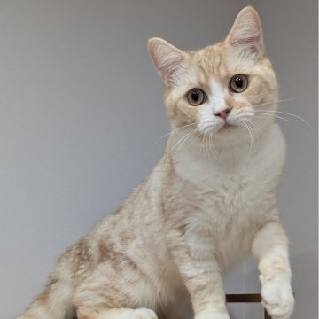 ミヌエット(長足)【広島県・男の子・2025年5月8日・クリームタビー&ホワイト（ショートヘアー）】の写真「甘えん坊な男の子です🩷」