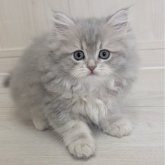 ペルシャ(チンチラ)