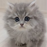 ペルシャ(チンチラ)