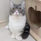 ミヌエット(短足)【広島県・男の子・2025年5月8日・ブルータビー&ホワイト】の写真1