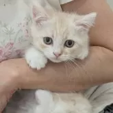 ミヌエット(長足)