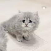 ペルシャ(チンチラ)