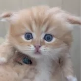ミヌエット(短足)