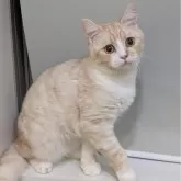 ミヌエット(長足)【広島県・男の子・2025年5月8日・クリームタビー&ホワイト】の写真1