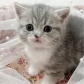 ミヌエット(短足)【広島県・女の子・2025年5月8日・ブルータビー&ホワイト】の写真1