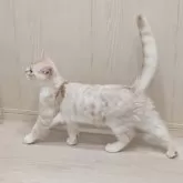 ミヌエット(長足)【広島県・男の子・2025年5月8日・クリームタビー&ホワイト】の写真2