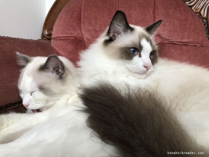 片田　三智(かただ　みさと)ブリーダー(滋賀県・ラグドール・JCU登録)の紹介写真1