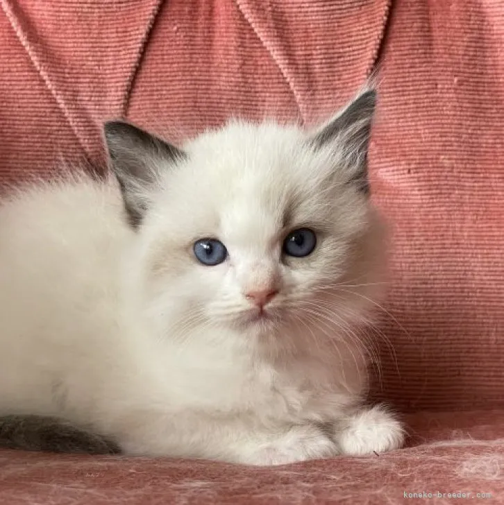 ID：2311-02528の子猫