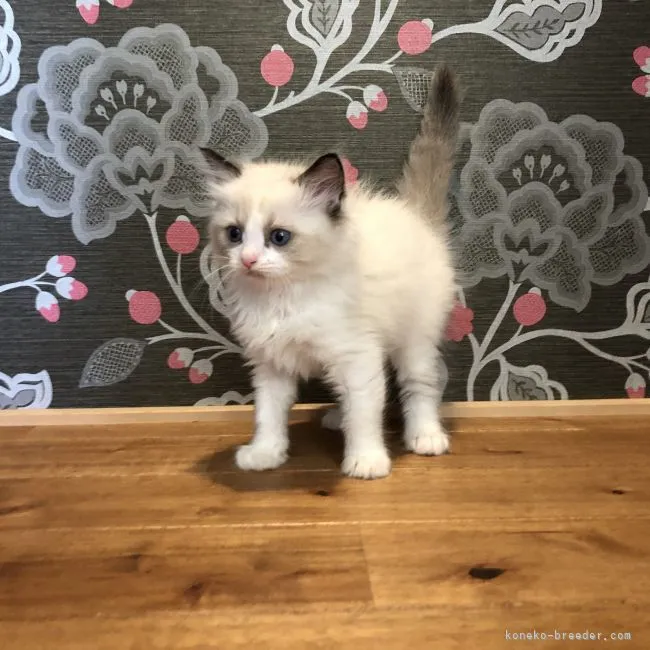 ID：2105-01475の子猫