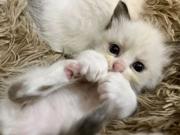 ラグドール【滋賀県・女の子・2021年8月19日・シールポイントバイカラー】の写真「人懐っこい」