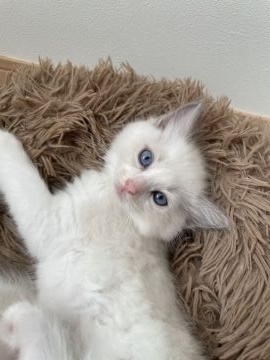 ラグドール【滋賀県・男の子・2021年8月19日・ブルーポイントバイカラー】の写真「おおらかです」