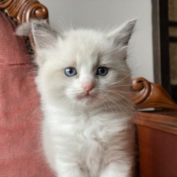 ラグドール【滋賀県・男の子・2023年10月19日・シールポイントバイカラー】の写真「元気な男の子」