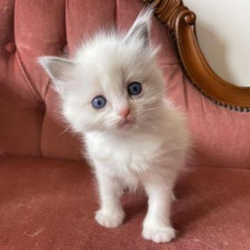 ラグドール【滋賀県・女の子・2023年2月1日・ブルーポイントバイカラー】の写真「気付いたら足元にいる」