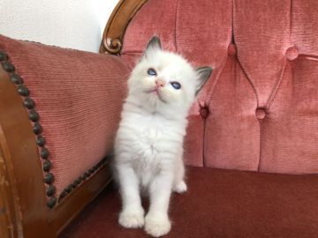 ラグドール【滋賀県・女の子・2021年6月14日・シールポイントバイカラー】の写真「探究心のある女の子」