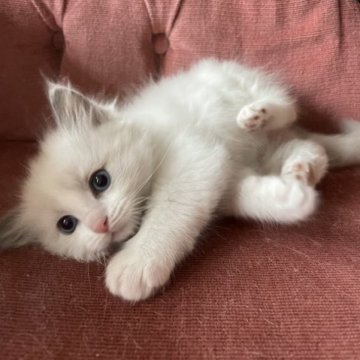 ラグドール【滋賀県・男の子・2023年2月9日・ブルーポイントバイカラー】の写真「抱っこが大好きな甘えん坊」