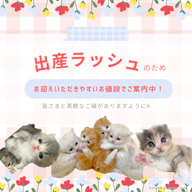 谷　佳緒里(たに　かおり)ブリーダー(愛知県・ミヌエットなど・国内血統書登録)の紹介写真1