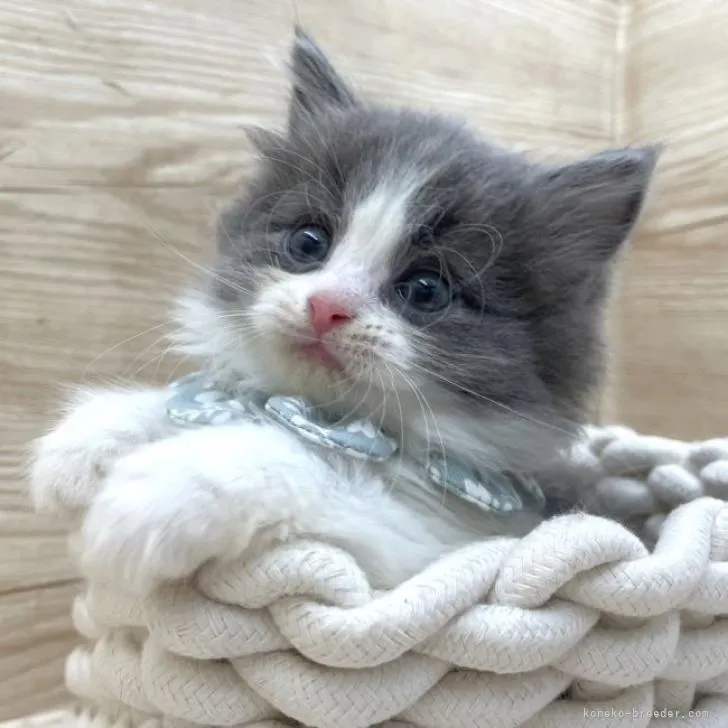 ID:2303-01083の子猫