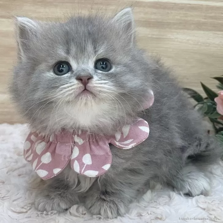 ID：2403-00420の子猫
