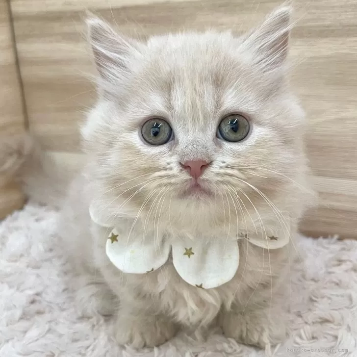 ID:2408-01803の子猫
