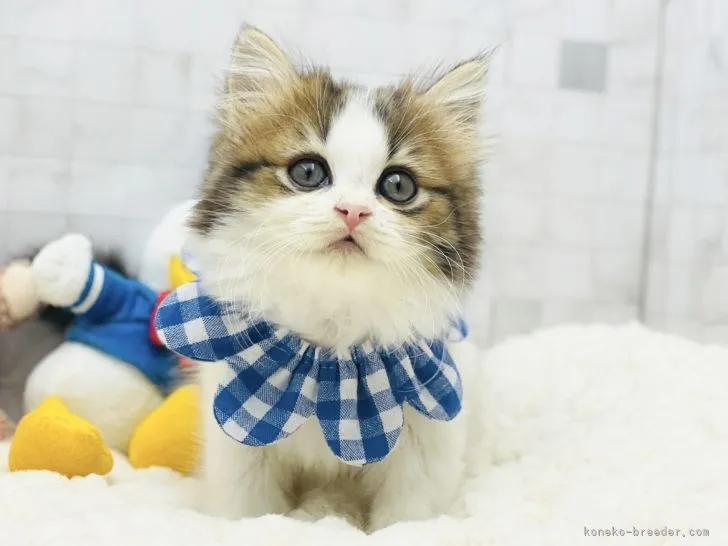 ID：2112-01352の子猫