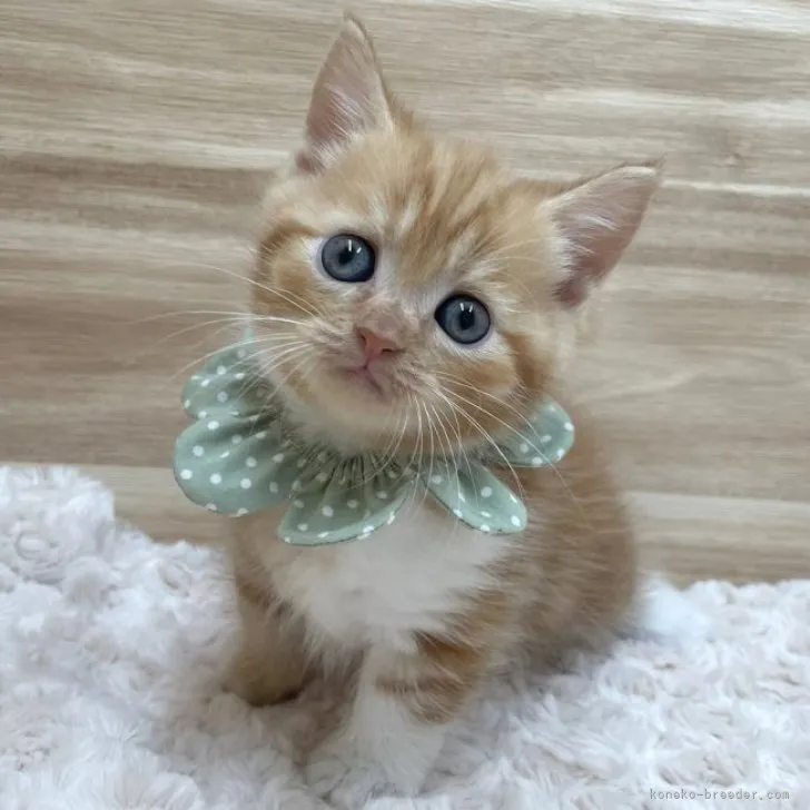 ID:2311-02023の子猫