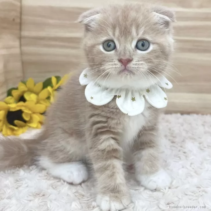 ID:2407-02843の子猫