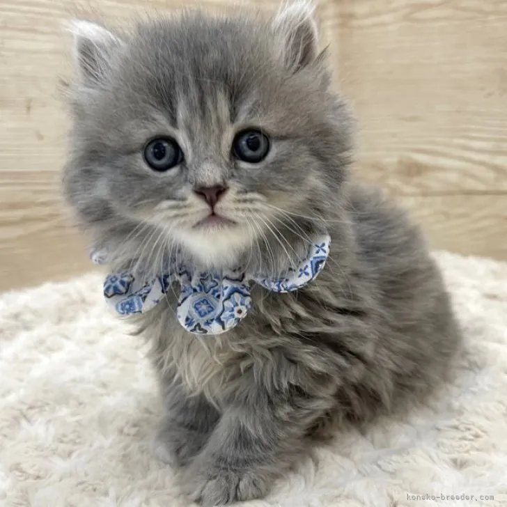 ID：2304-00409の子猫