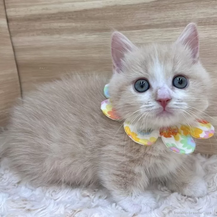 ID：2403-02600の子猫
