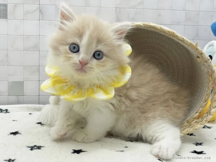 ID：2201-01383の子猫