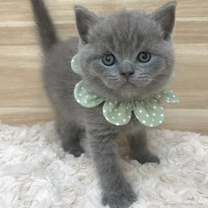 ID:2401-01075の子猫