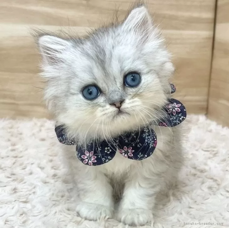 ID:2410-00286の子猫
