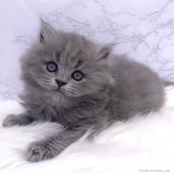 ID:2406-02171の子猫