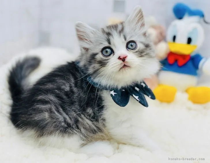 ID:2112-01950の子猫