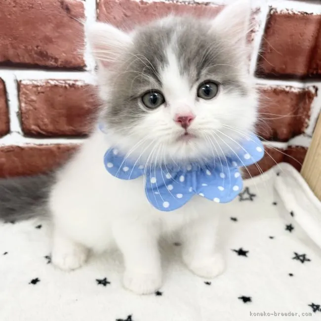 ID：2107-02149の子猫