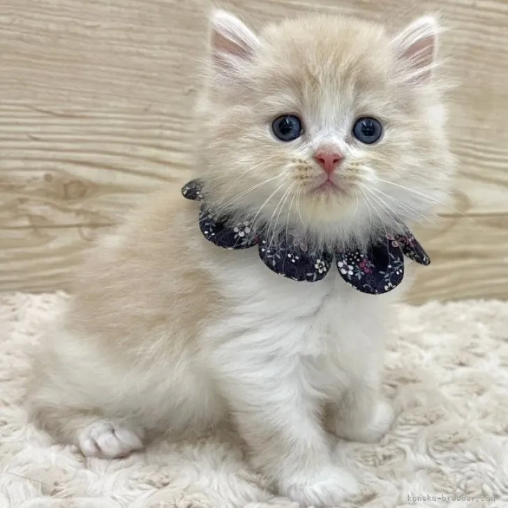 ID：2304-00408の子猫