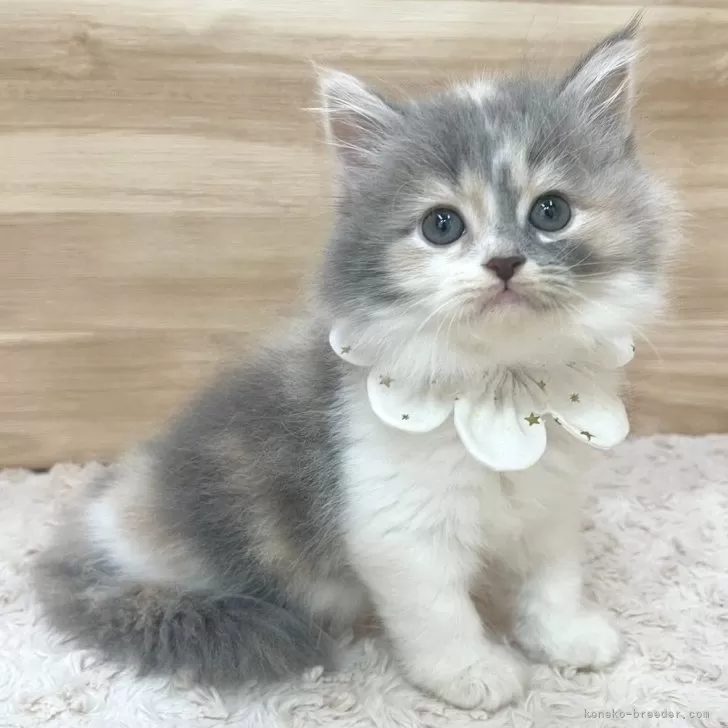 ID：2412-01293の子猫