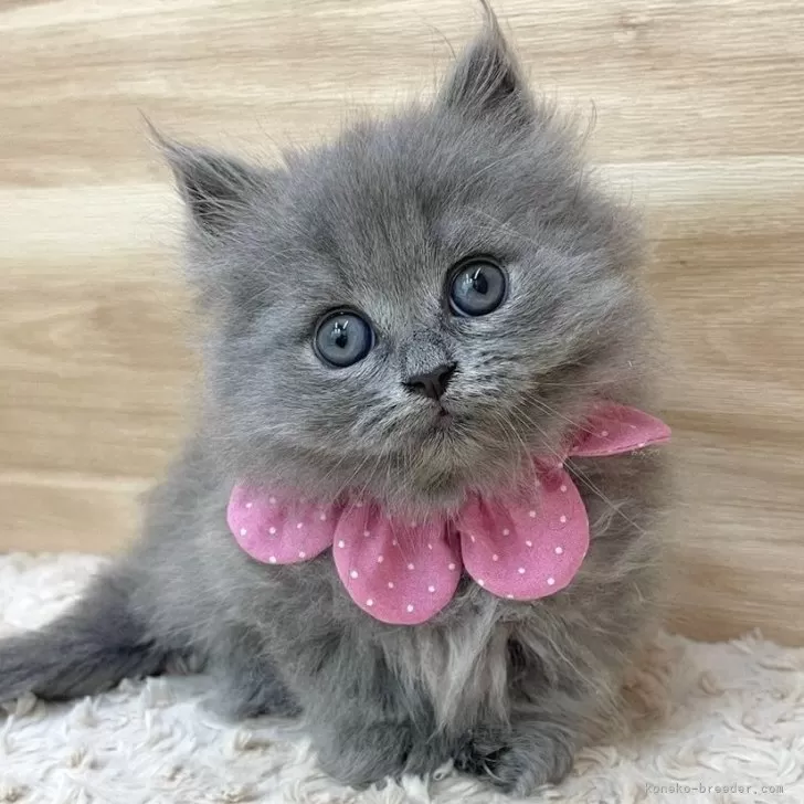 ID：2410-02157の子猫