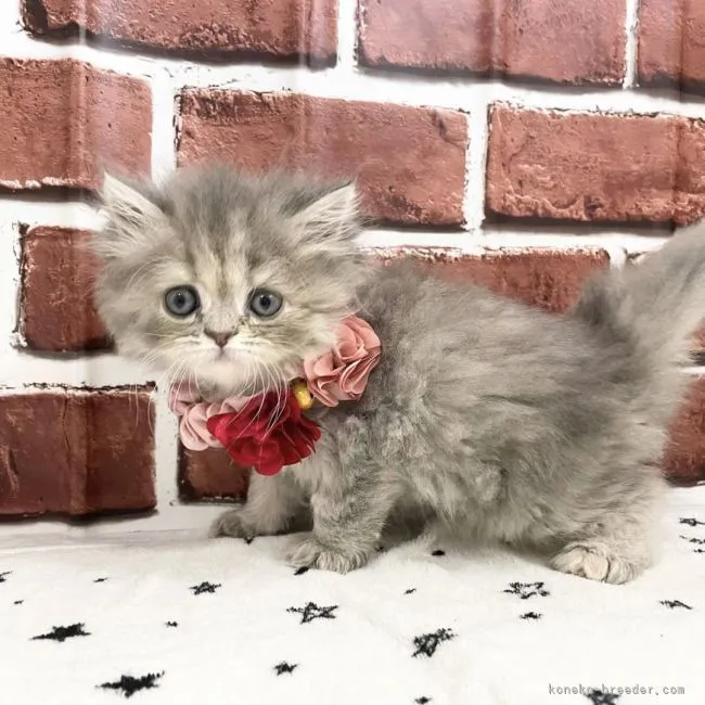 ID:2107-00876の子猫