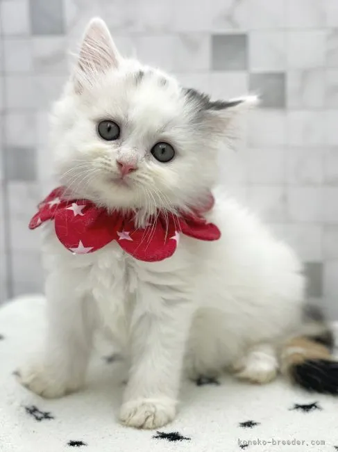 ID:2201-00723の子猫