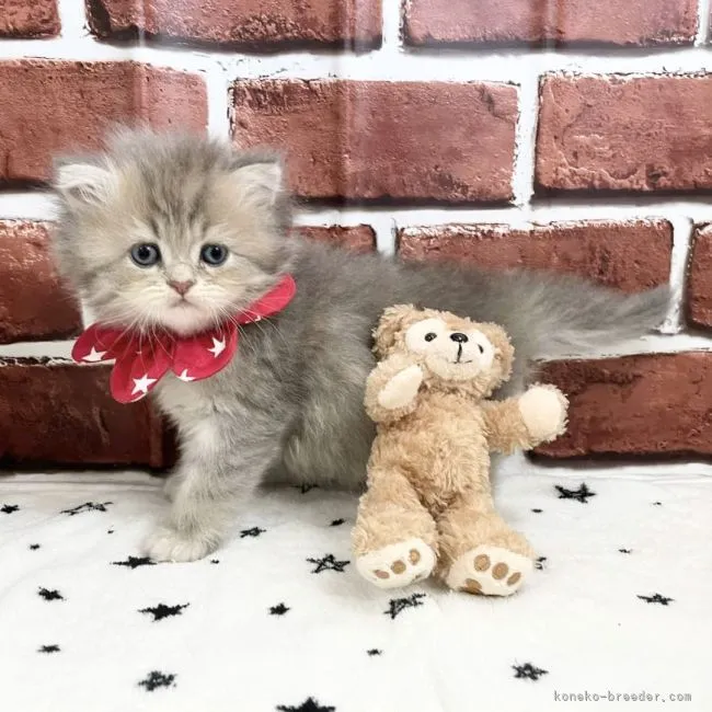 ID：2106-01146の子猫