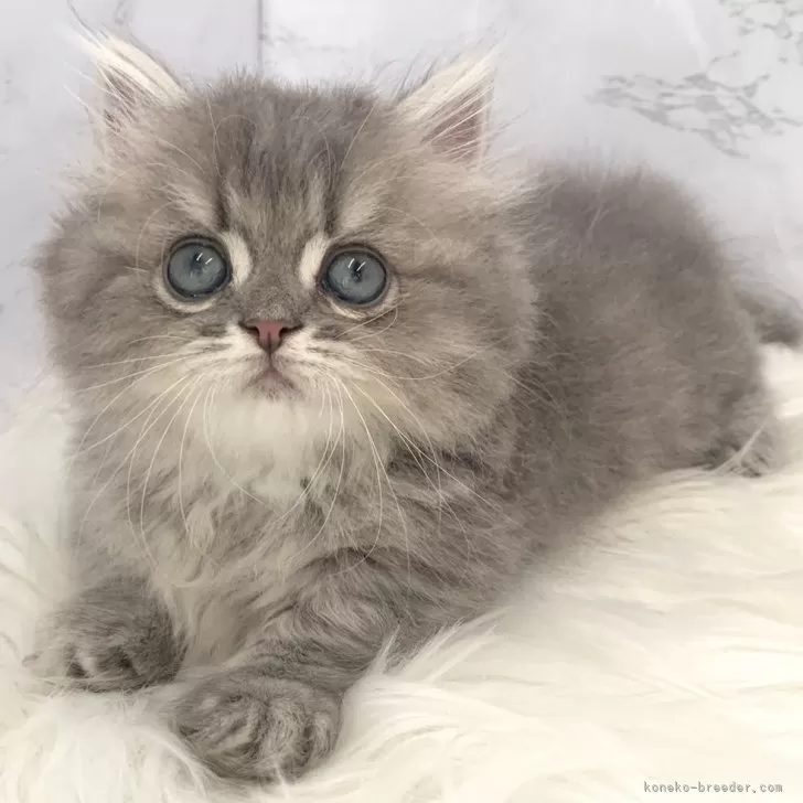 ID：2408-01771の子猫