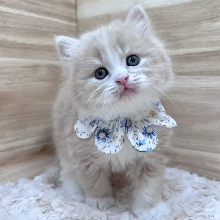 ID:2401-01506の子猫