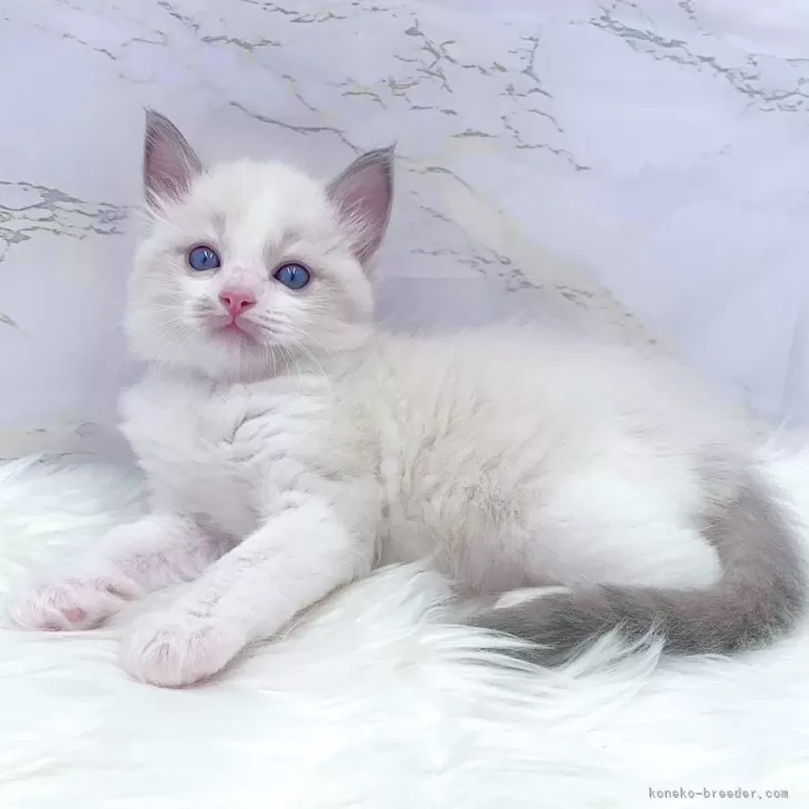 ID：2405-03498の子猫