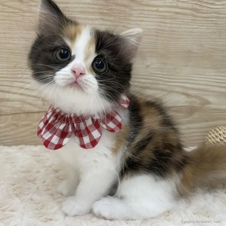 ID：2211-00733の子猫